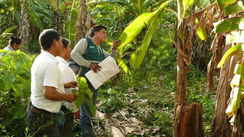 MEF transfiere al Senasa S/ 5 millones para acciones con el Fusarium RT4
