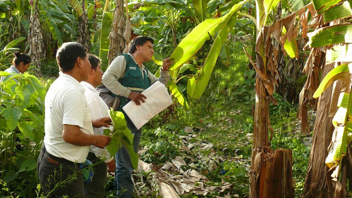 MEF transfiere al Senasa S/ 5 millones para acciones con el Fusarium RT4