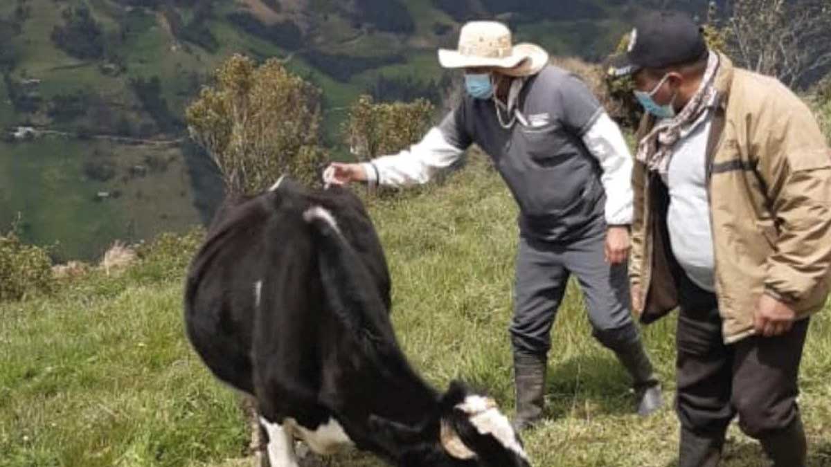 Más apoyo al sector lechero de Azogues