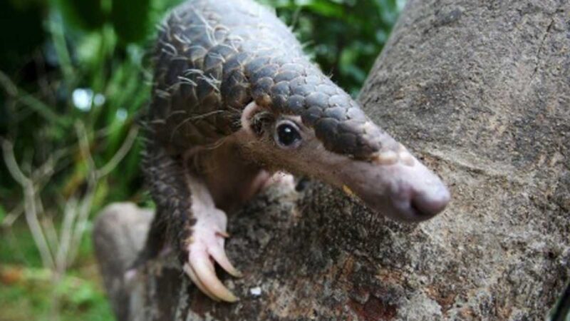 Nigeria incauta más de 7 toneladas de escamas de pangolín