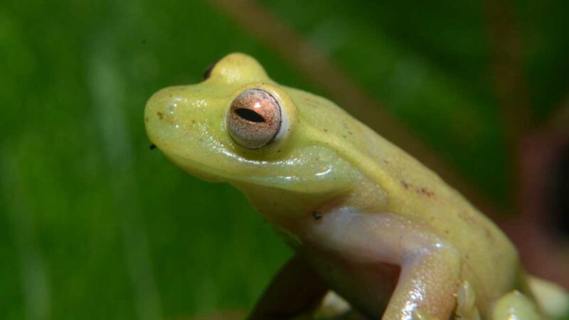 Nueva rana arborícola descubierta en Ecuador es nombrada a través de un novedoso concurso de jóvenes conservacionistas