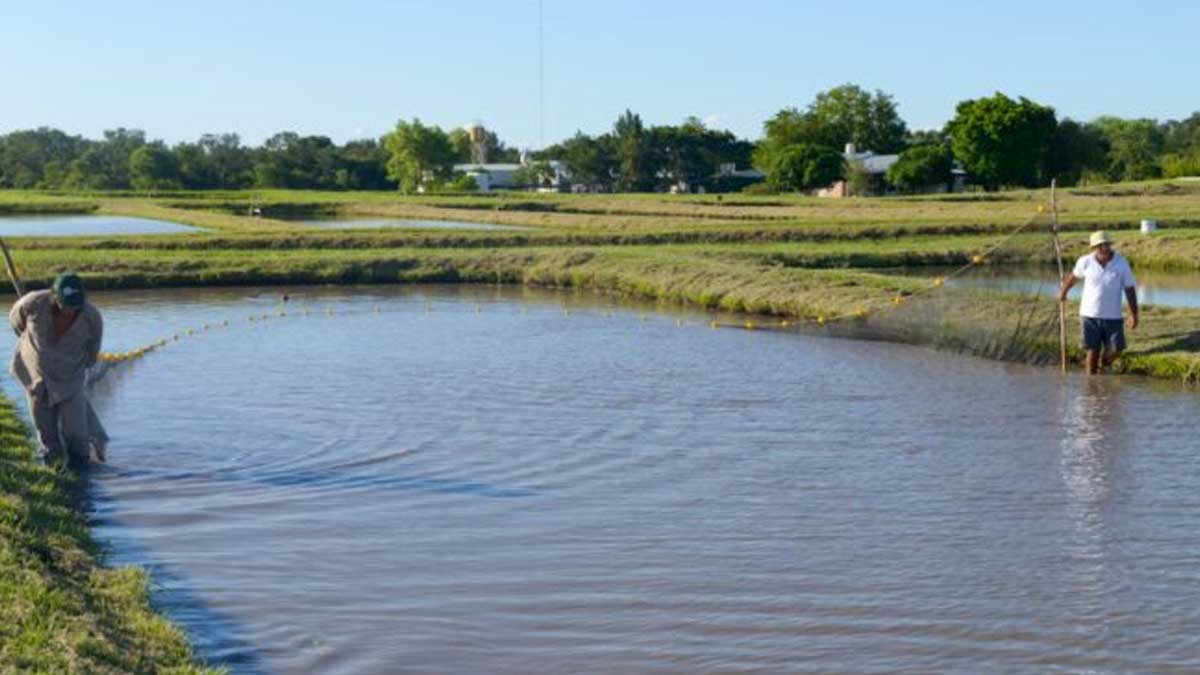 País de Sudamérica se asocia con China para la promoción y desarrollo de la acuicultura