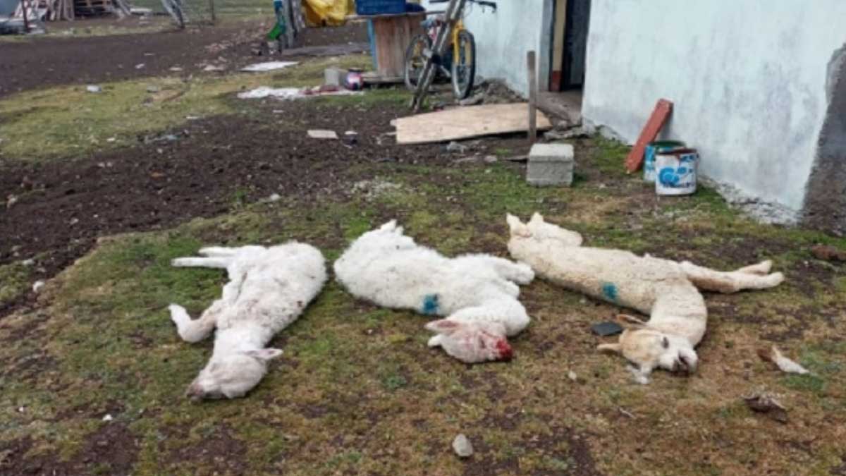 Pasco: intensas heladas causan muerte de 190 animales