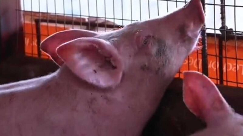 Prevención Peste Porcina Africana – PPA 20 al 26 de agosto de 2021