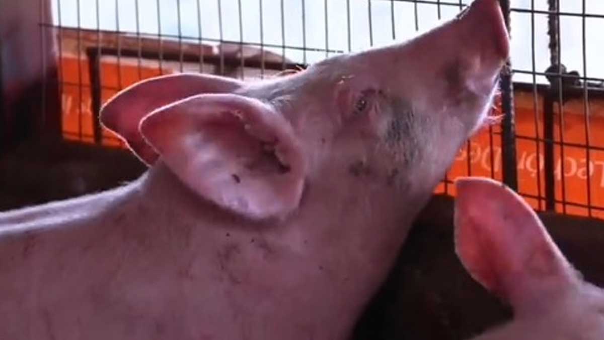 Prevención Peste Porcina Africana – PPA 20 al 26 de agosto de 2021