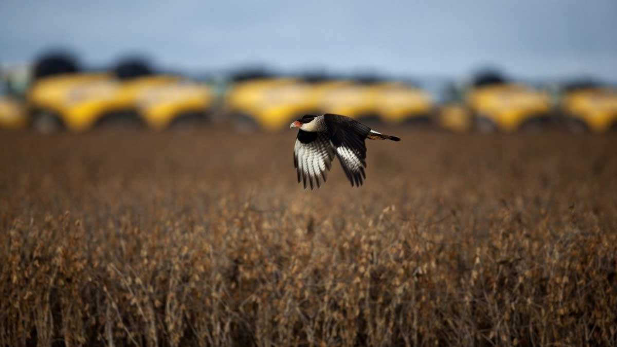Procuraduría brasileña pide la prohibición de pesticidas que matan abejas