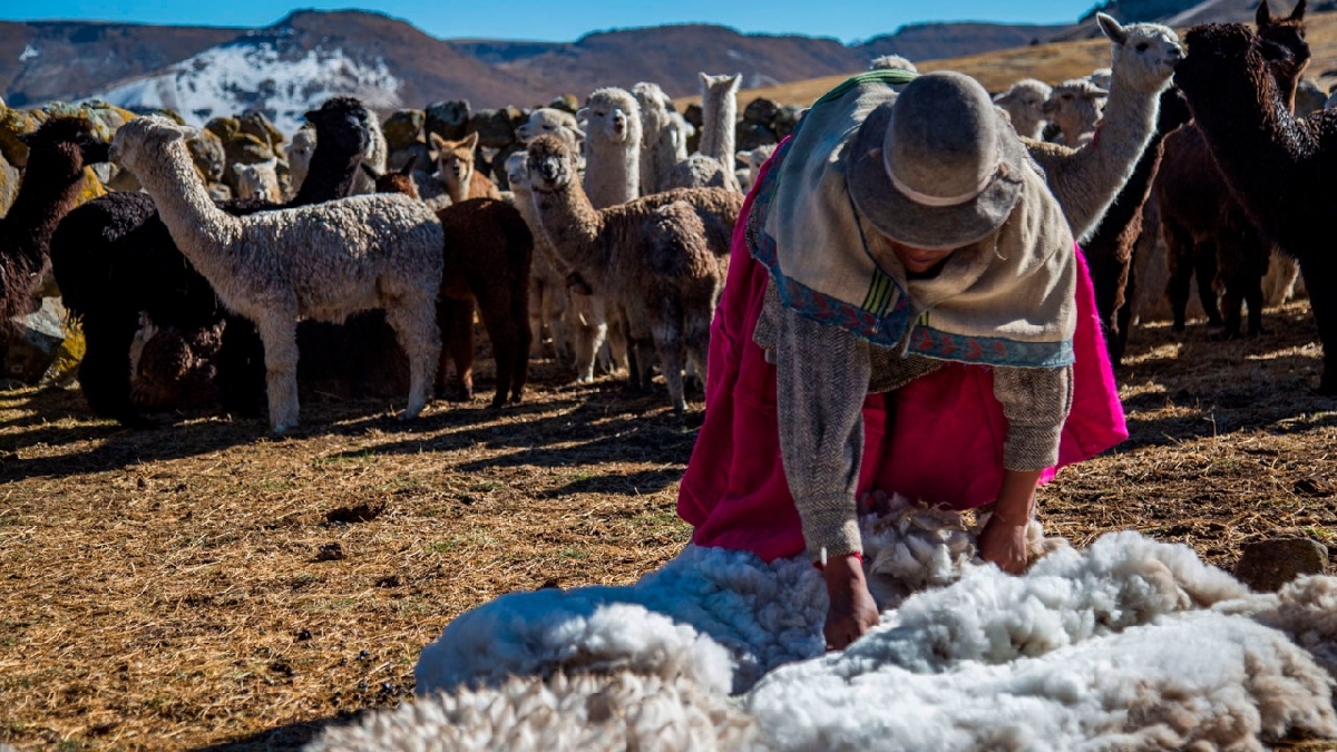 Puno: fibra de alpaca más fina del mundo está en poblado de Quelcaya