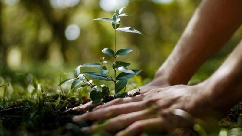 Punta del Diablo, la localidad uruguaya que quiere recuperar su monte nativo