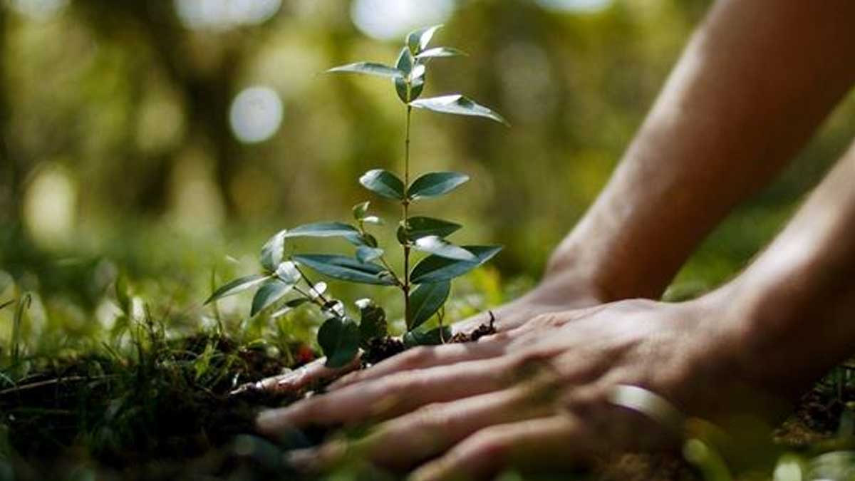 Punta del Diablo, la localidad uruguaya que quiere recuperar su monte nativo