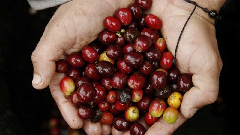 Zea Navarro: El memorando con Corea del Sur impulsará las exportaciones agrícolas colombianas