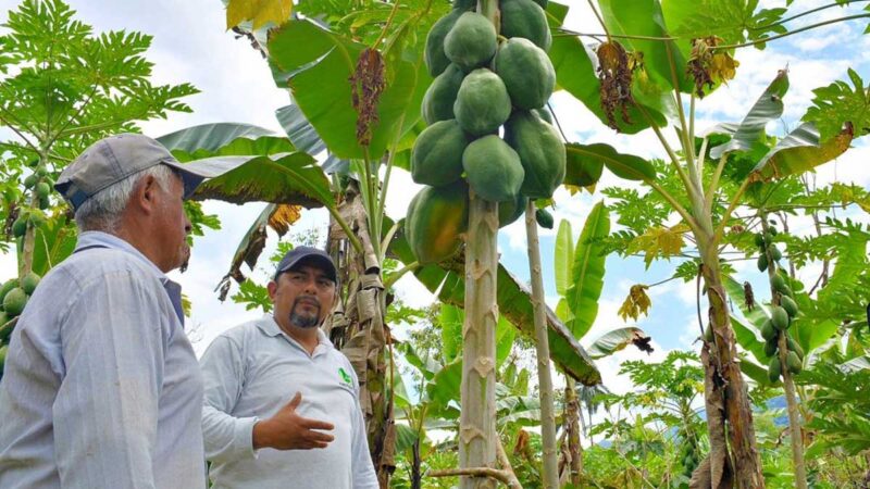 AGROPZACHIN E.P. impulsa el cultivo de papaya criolla