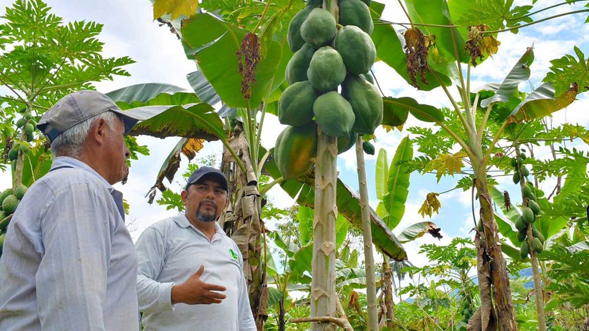 AGROPZACHIN E.P. impulsa el cultivo de papaya criolla