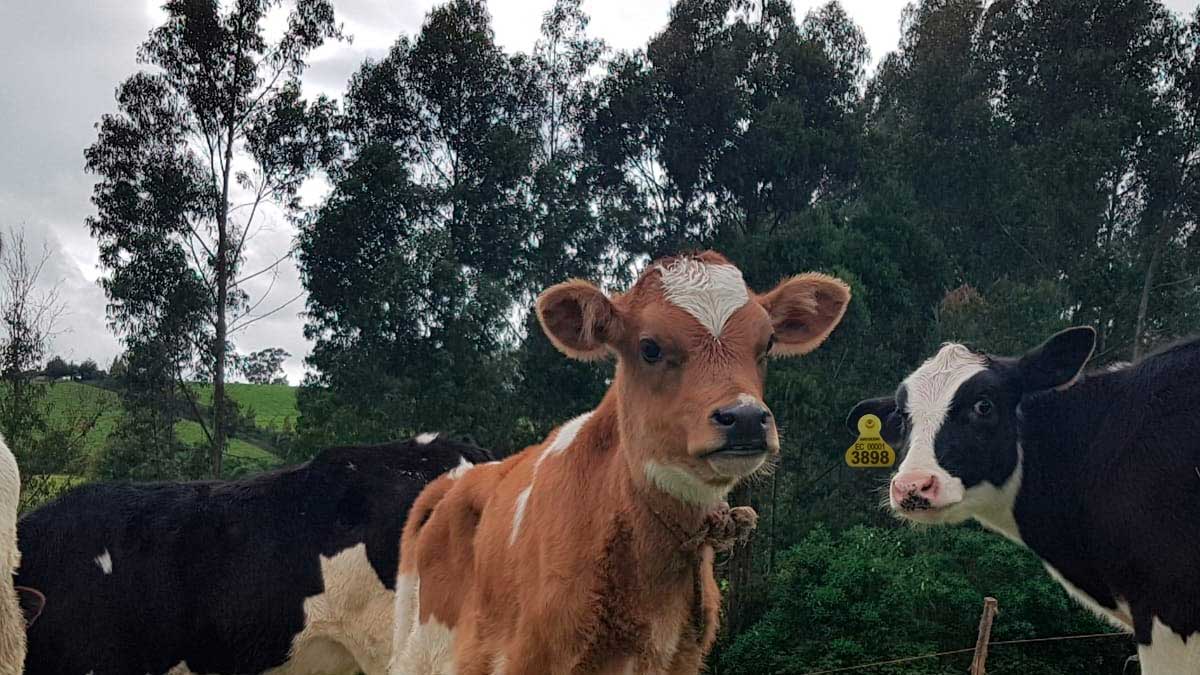 APHIS reconoce a Ecuador por riesgo controlado de encefalopatía espongiforme bovina