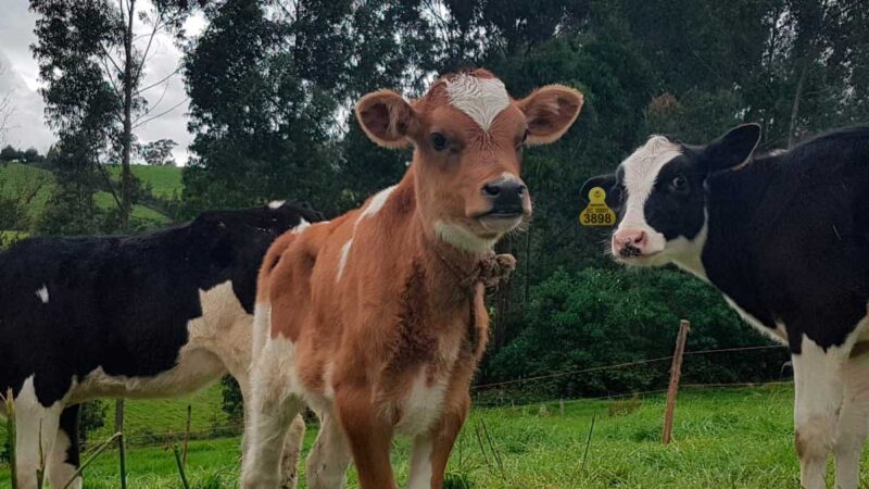 APHIS reconoce a Ecuador por riesgo controlado de encefalopatía espongiforme bovina