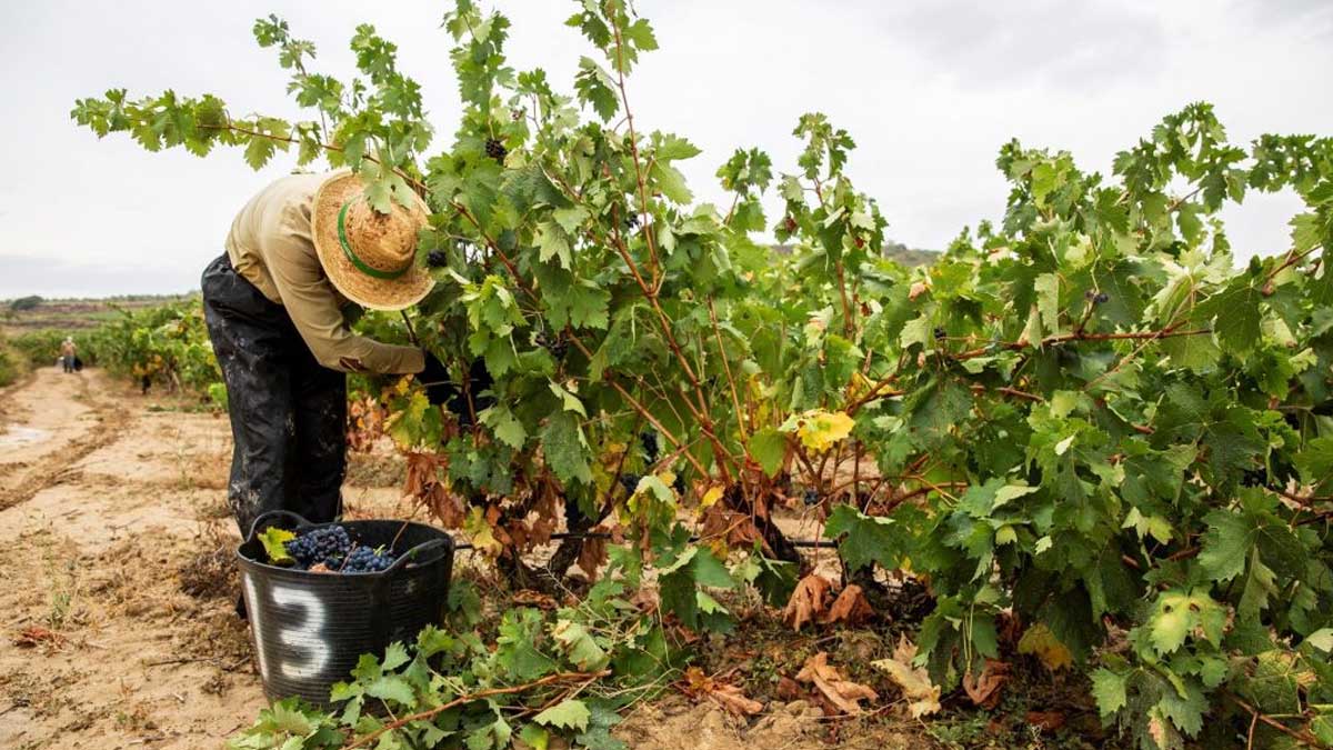 Agricultores rechazan la subida del salario mínimo porque afecta a su rentabilidad