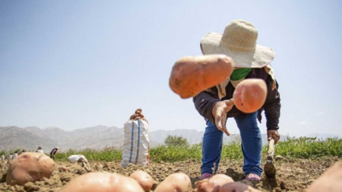 Agrobanco: 28,588 agricultores obtuvieron préstamo por primera vez