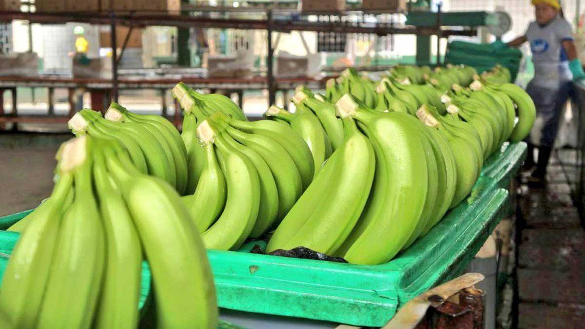 Ante el incremento de costos en la cadena de valor de banano