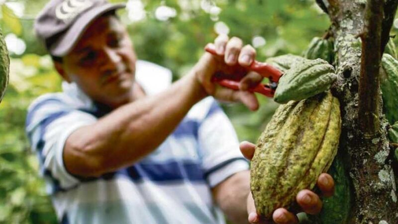 Aprobado proyecto de ley que busca unión de Colombia a la Organización Internacional del Cacao