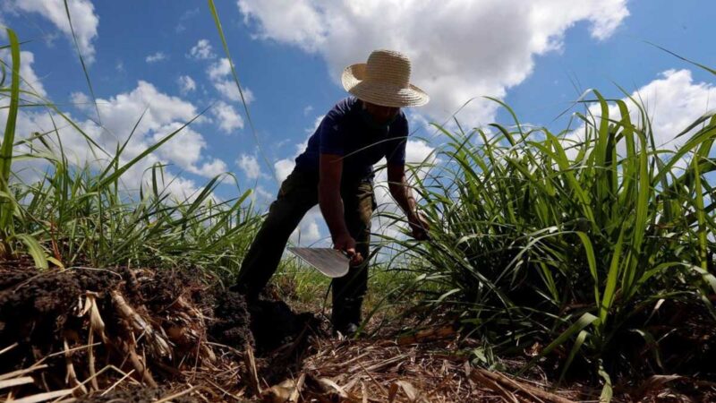 Argentina y Cuba fomentan la cooperación bilateral en materia agropecuaria