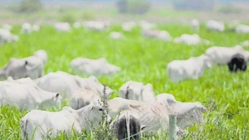 Brasil detiene las exportaciones de carne de res a China después de confirmar dos casos de enfermedad de ‘las vacas locas’