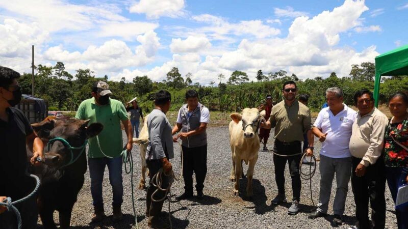 Chiguaza se beneficia con el programa de repoblamiento bovino