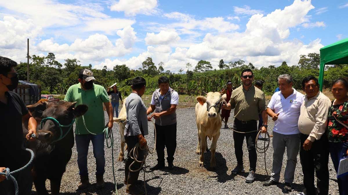 Chiguaza se beneficia con el programa de repoblamiento bovino