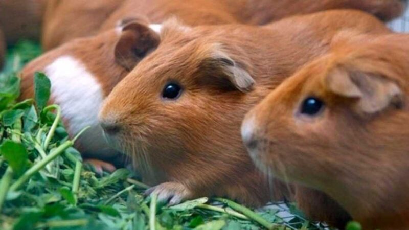 Cusco organizará el I Festival Regional de Productores de Cuyes