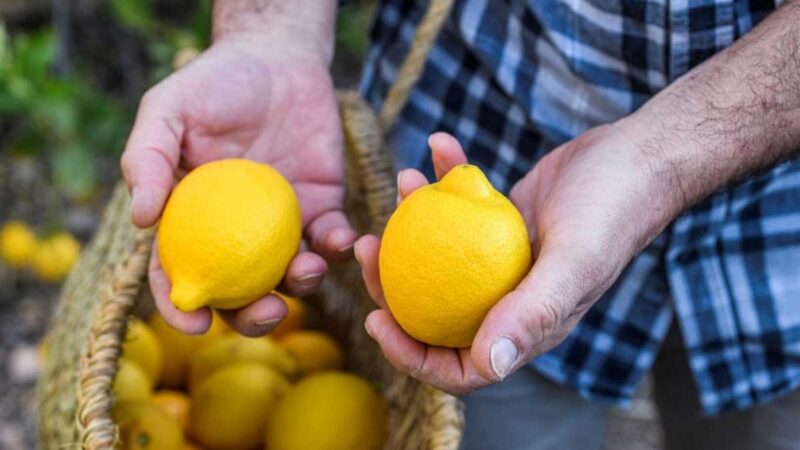 El “Día de la Agricultura Ecológica” se celebrará cada 23 de septiembre en la UE