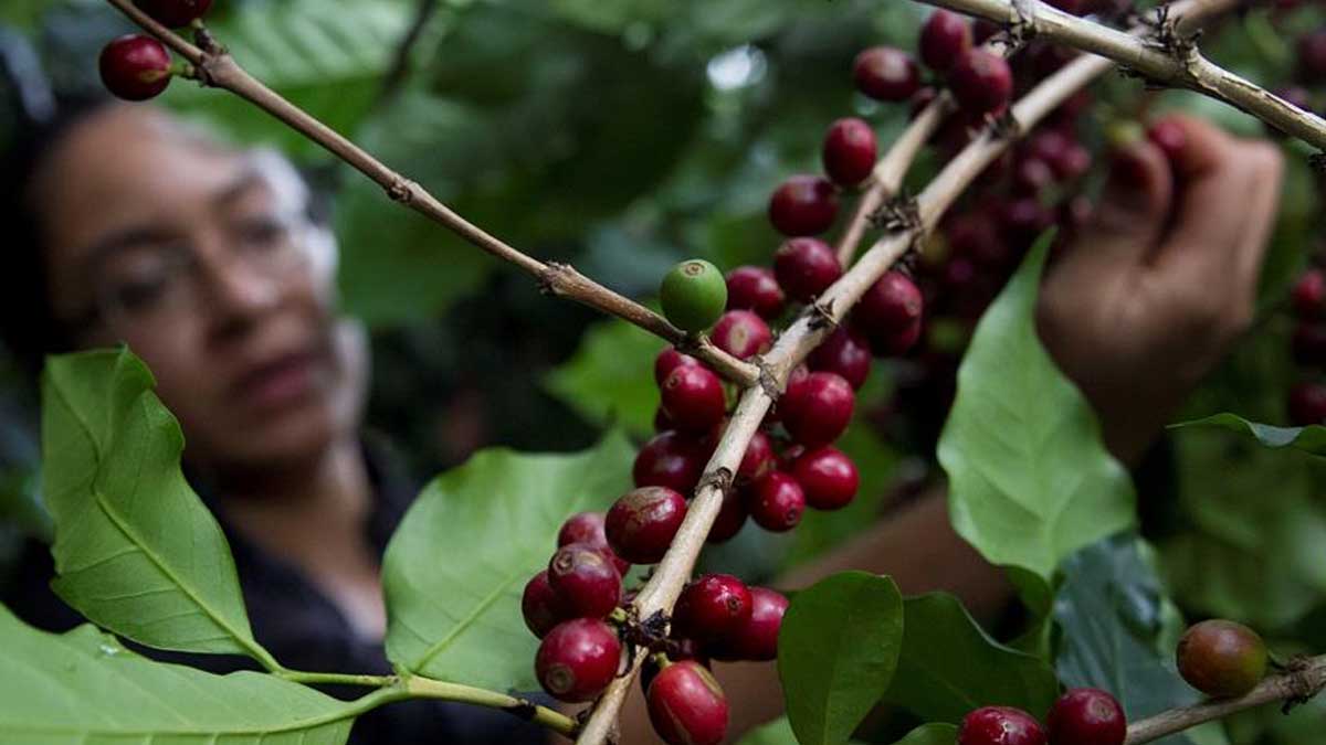 El IICA anuncia un concurso para productores de café y destaca el programa regional