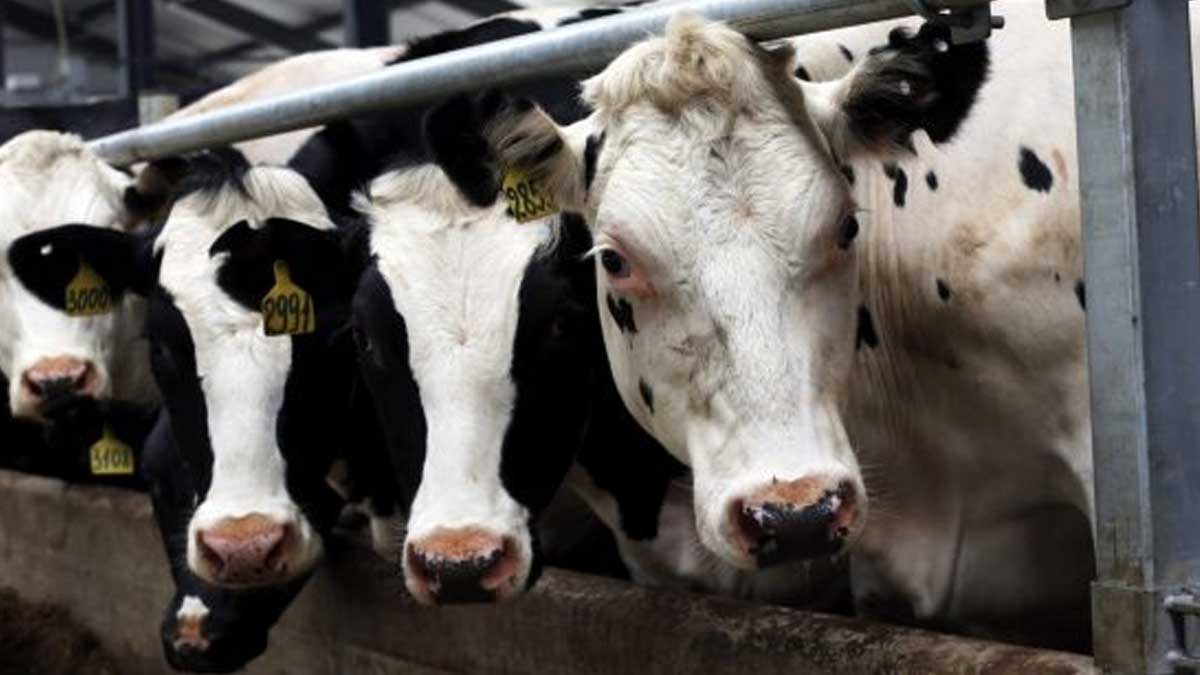 Enseñan a las vacas a ir al baño para reducir la contaminación por amoníaco