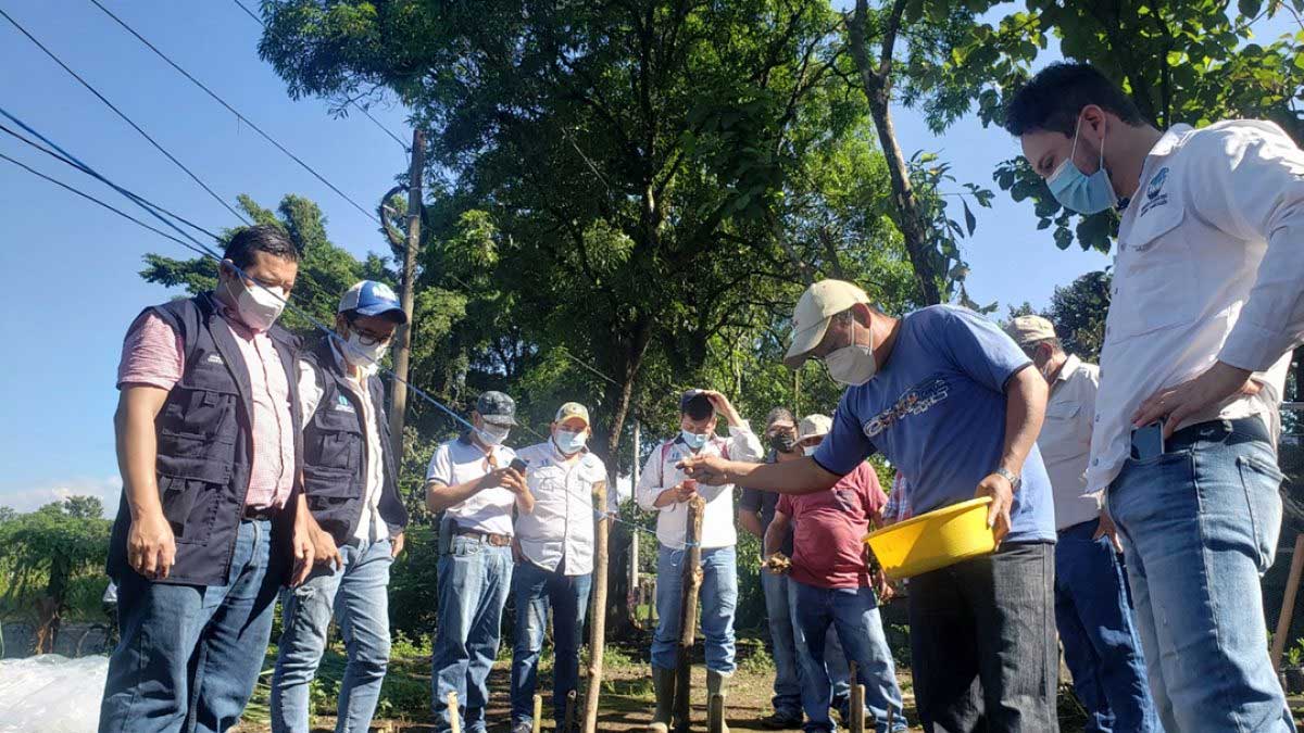 Extensionistas del MAGA fortalecen sus competencias sobre el cultivo hierba mora