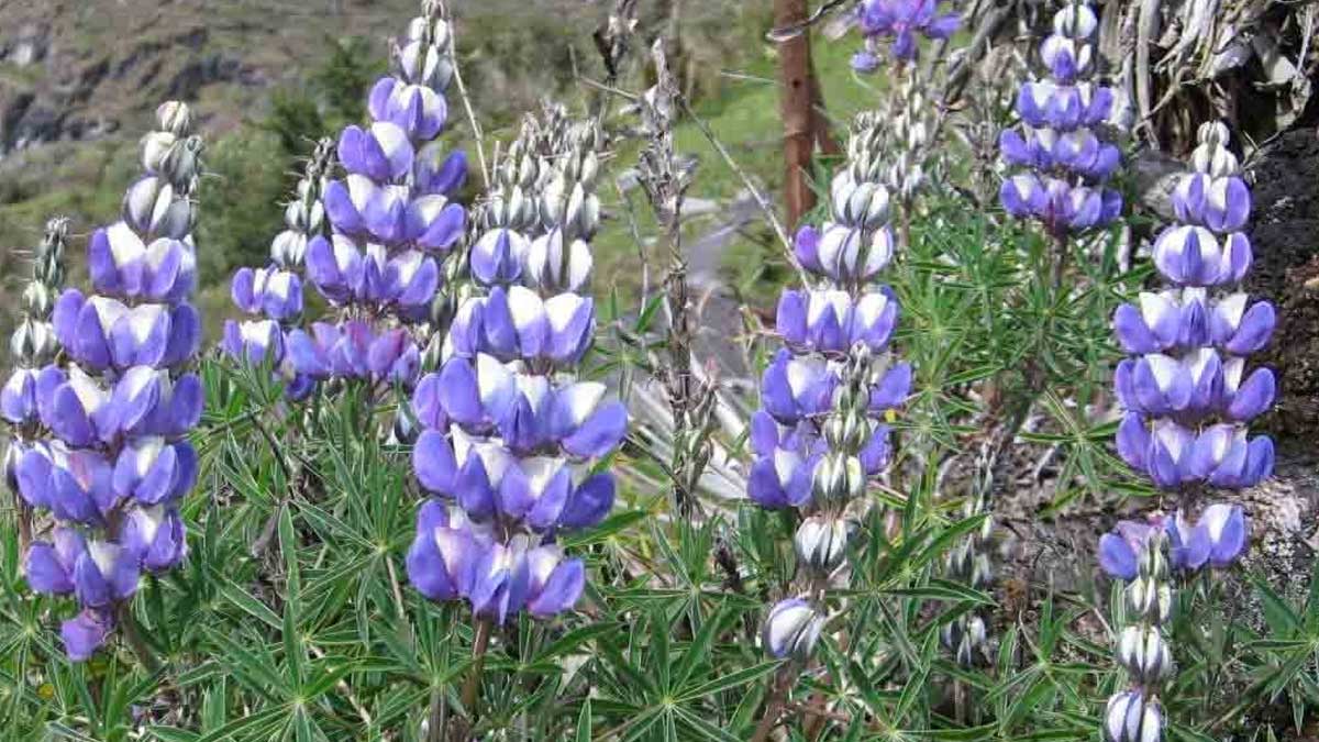 Hoy se celebra el Día nacional del súper alimento andino: ¡El Tarwi!