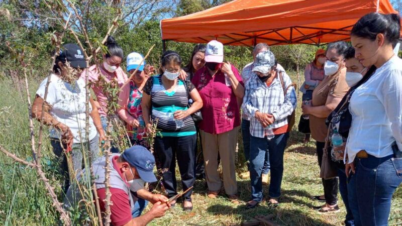 Incentivan la producción mejorada de mandioca con el uso de sistemas conservacionistas