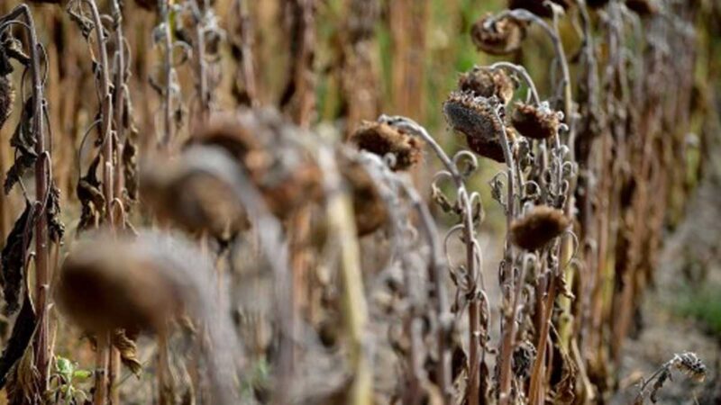 La crisis climática agrava conflictos en zonas ya vulnerables como el Sahel
