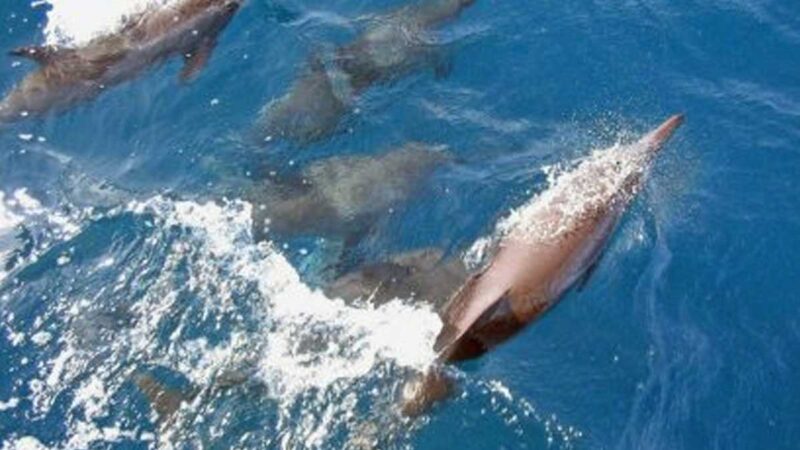 Las Islas Feroe evaluarán la caza de delfines tras recibir críticas