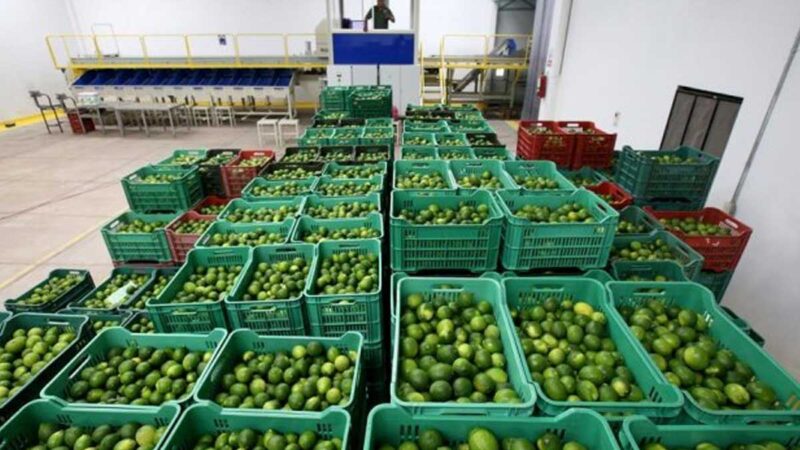Las exportaciones mexicanas de cítricos crecieron un 28 % hasta julio