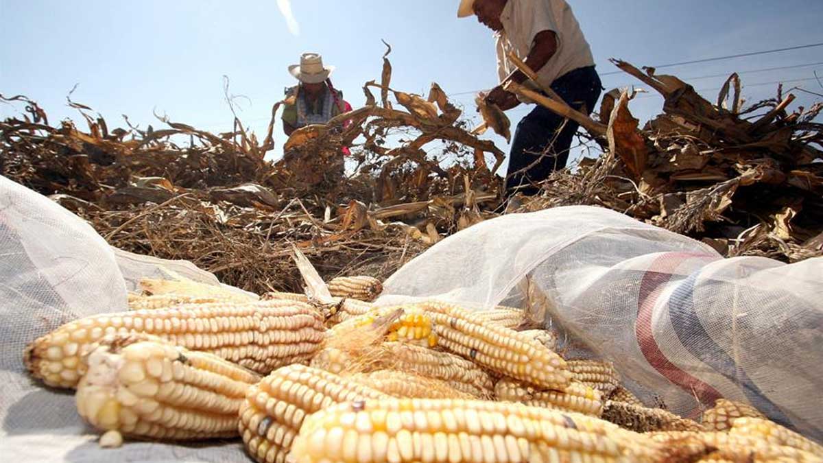 México renovará 34 sistemas de productos agrícolas con apoyo del IICA