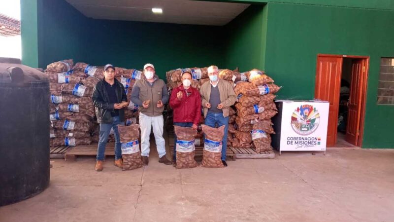 Misiones: Productores de la Agricultura Familiar, incursionan con éxito en el rubro de la papa