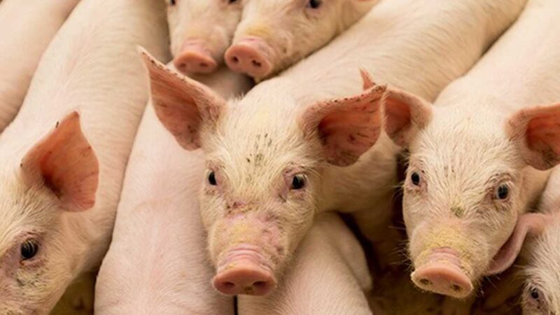 Peste porcina africana ya es una amenaza para América