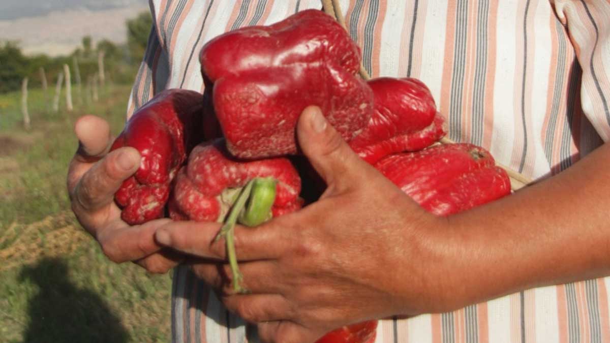 Plan en Nuestras Manos: 28 nuevos proyectos productivos para organizaciones de mujeres del NEA