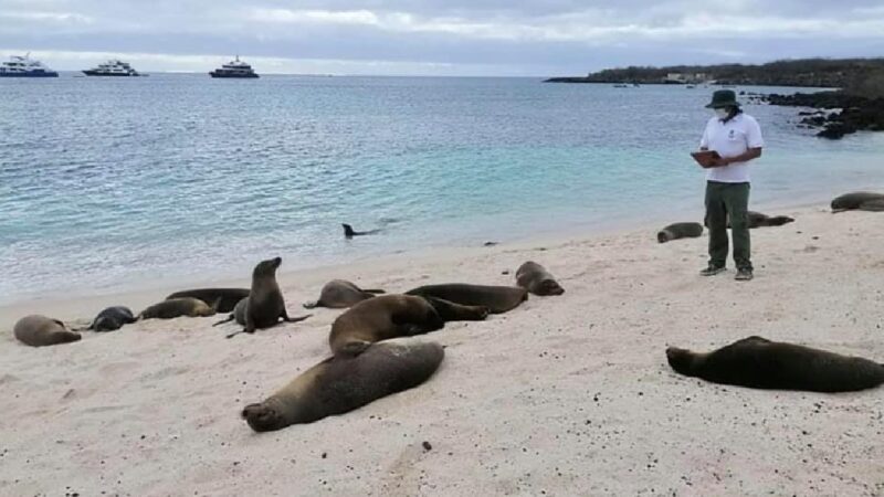 Recomendaciones en época de reproducción de lobos marinos