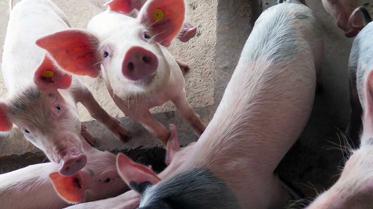 República Dominicana y Haití reciben el apoyo de organismos internacionales para combatir la peste porcina africana