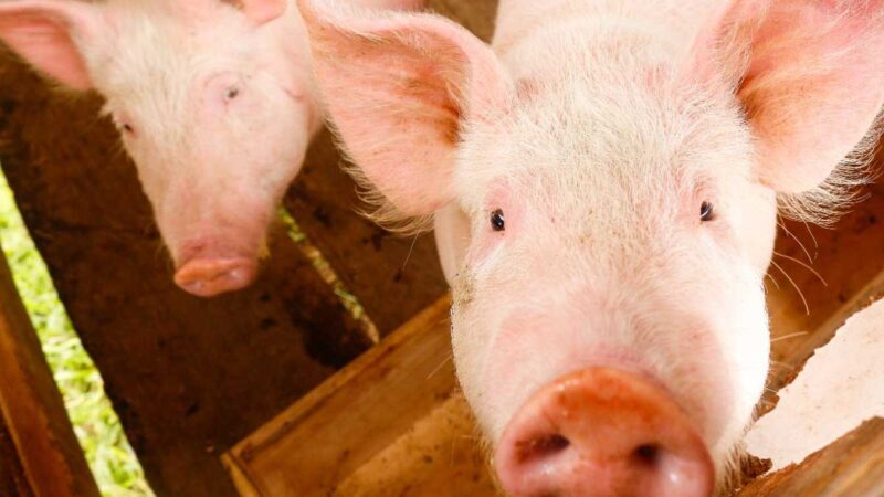 Se prohíbe el ingreso de productos de origen porcino al Perú