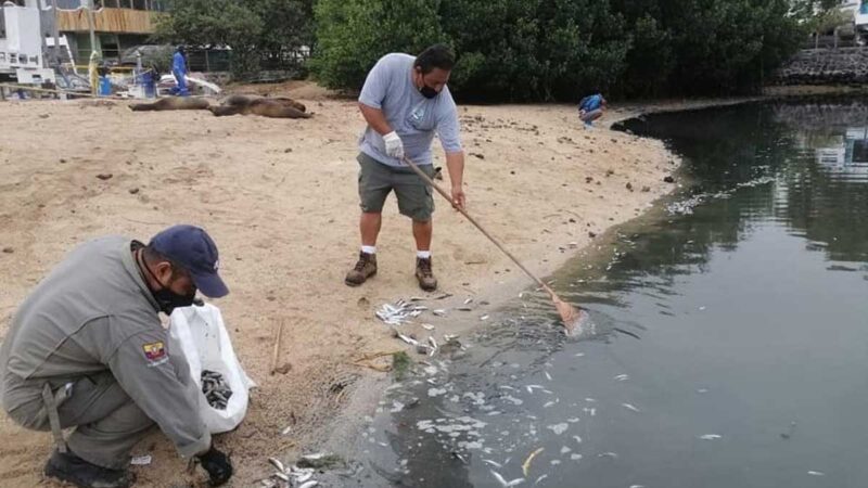 Se realizarán análisis para determinar la causa de la muerte de peces