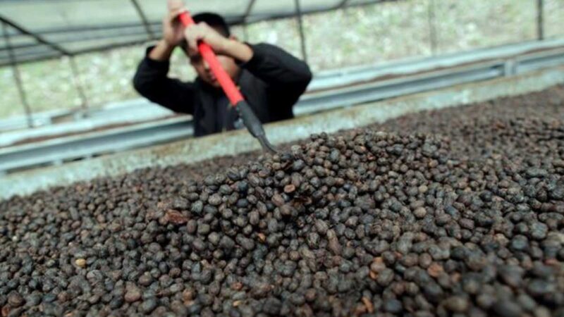 Talleres virtuales para fortalecer los bionegocios de café en América Latina