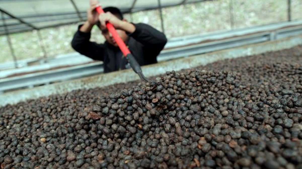 Talleres virtuales para fortalecer los bionegocios de café en América Latina