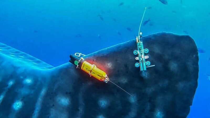 Tiburones ballena fueron marcados con cámaras de monitoreo