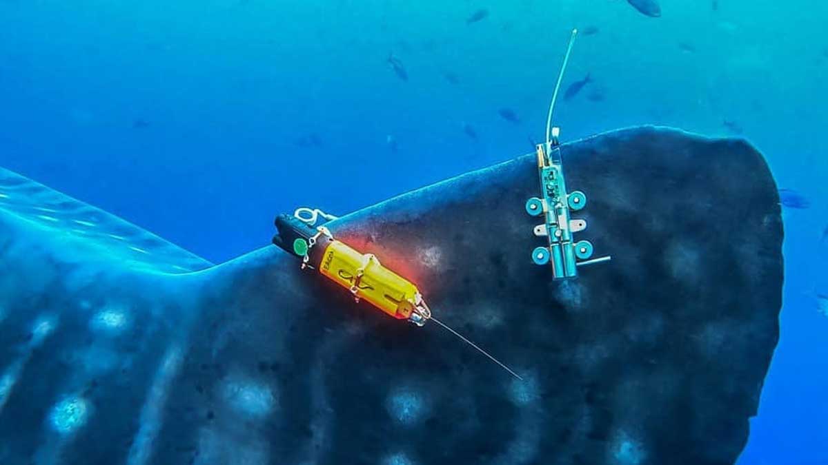 Tiburones ballena fueron marcados con cámaras de monitoreo