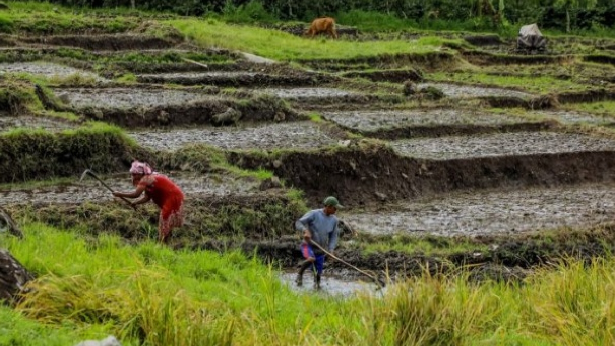 Tres agencias de la ONU instan a “reorientar” apoyos a agricultura que dañan el medioambiente