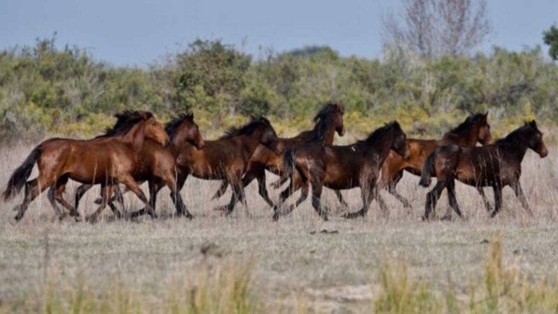 Un estudio calcula que un 1% de los caballos del planeta viven en semilibertad